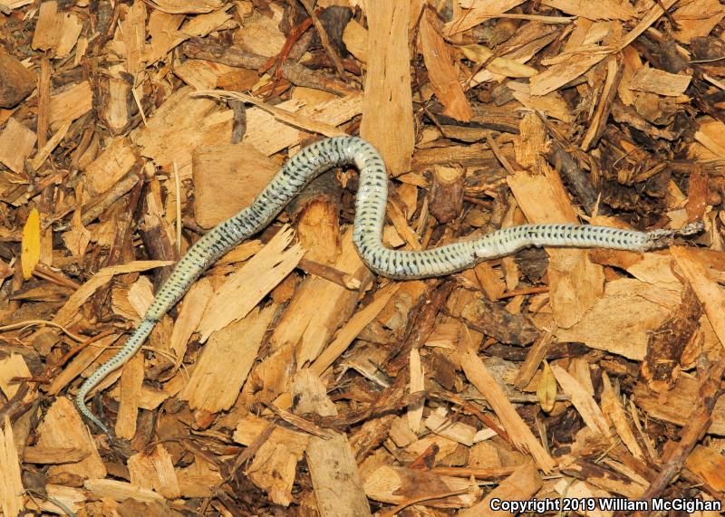 Lined Snake (Tropidoclonion lineatum)