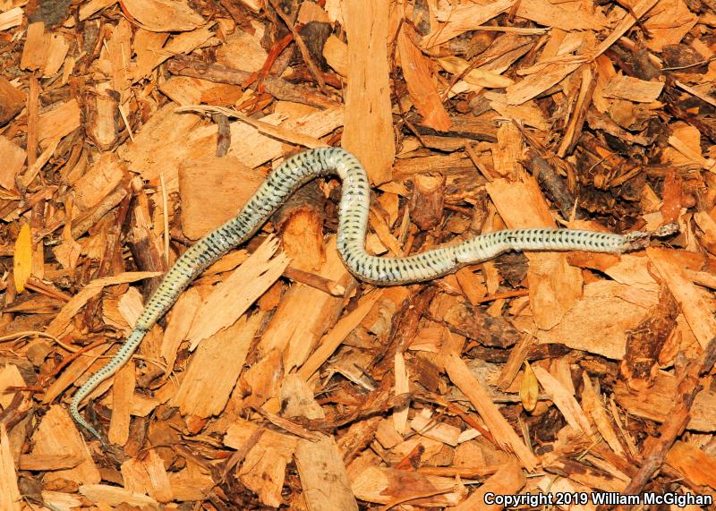 Lined Snake (Tropidoclonion lineatum)