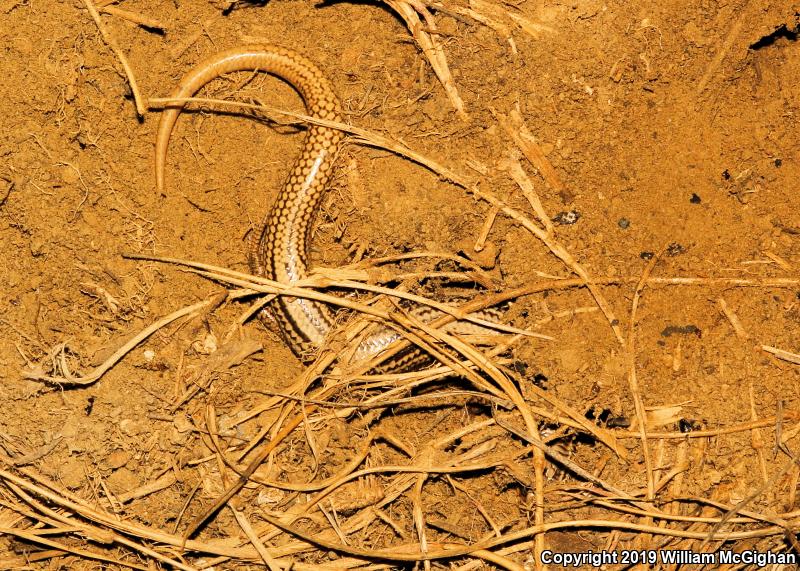 Many-lined Skink (Plestiodon multivirgatus)