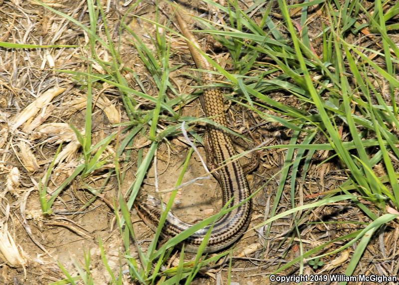 Many-lined Skink (Plestiodon multivirgatus)