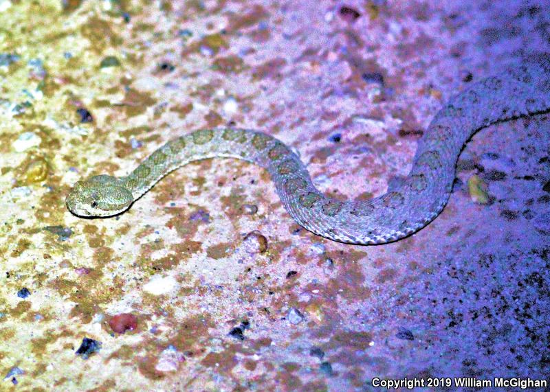 Midget Faded Rattlesnake (Crotalus oreganus concolor)