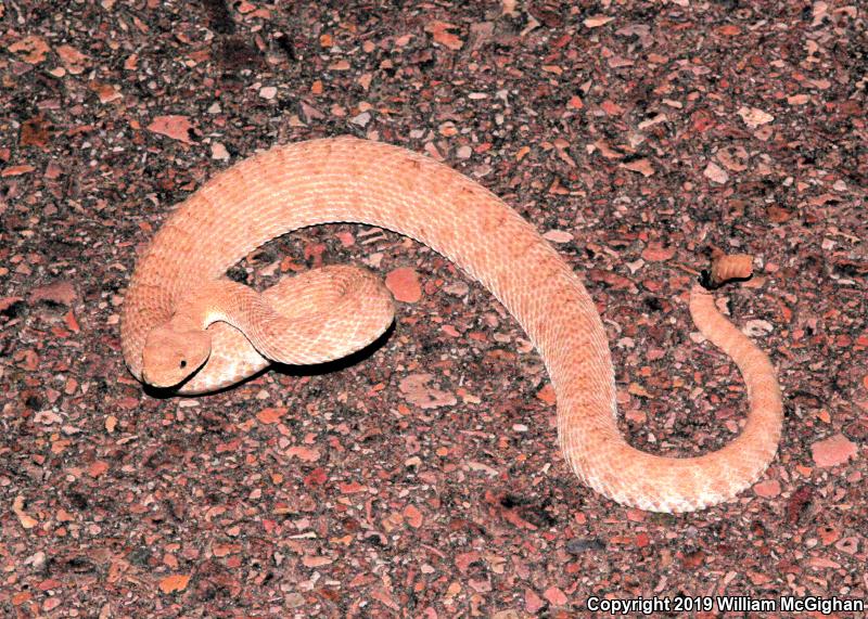 Midget Faded Rattlesnake (Crotalus oreganus concolor)