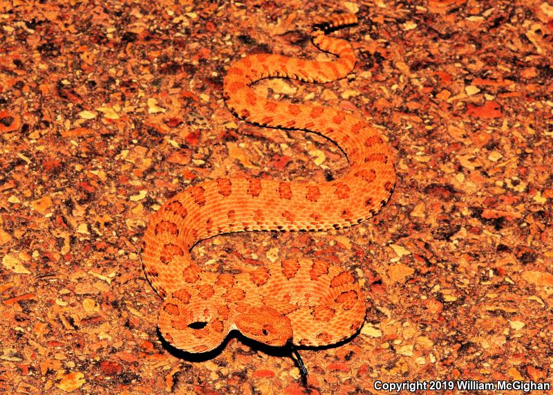 Midget Faded Rattlesnake (Crotalus oreganus concolor)