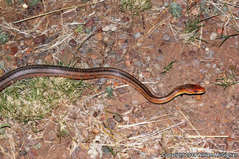 Baird's Ratsnake (Pantherophis bairdi)