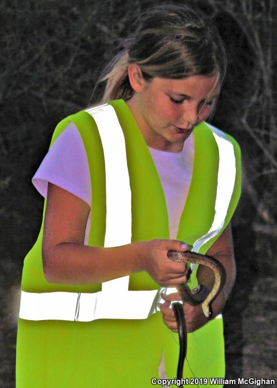 Baird's Ratsnake (Pantherophis bairdi)