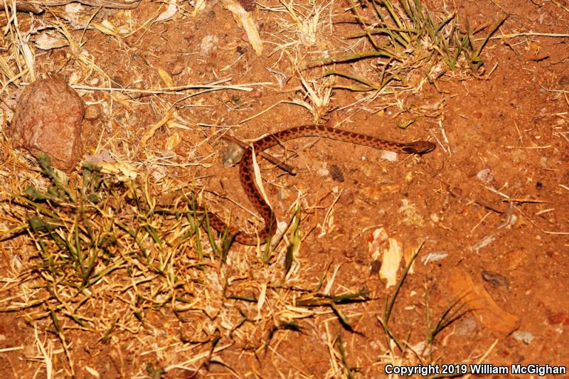 Chihuahuan Nightsnake (Hypsiglena jani)