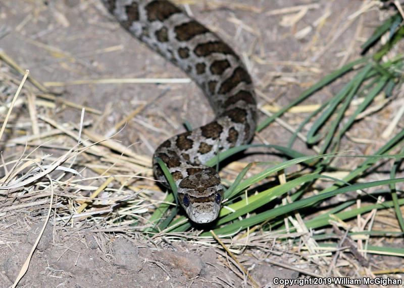 Great Plains Ratsnake (Pantherophis emoryi)