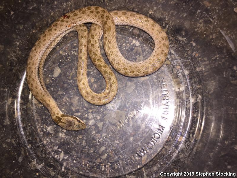 Desert Nightsnake (Hypsiglena chlorophaea deserticola)