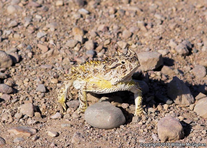 Texas Horned Lizard (Phrynosoma cornutum)