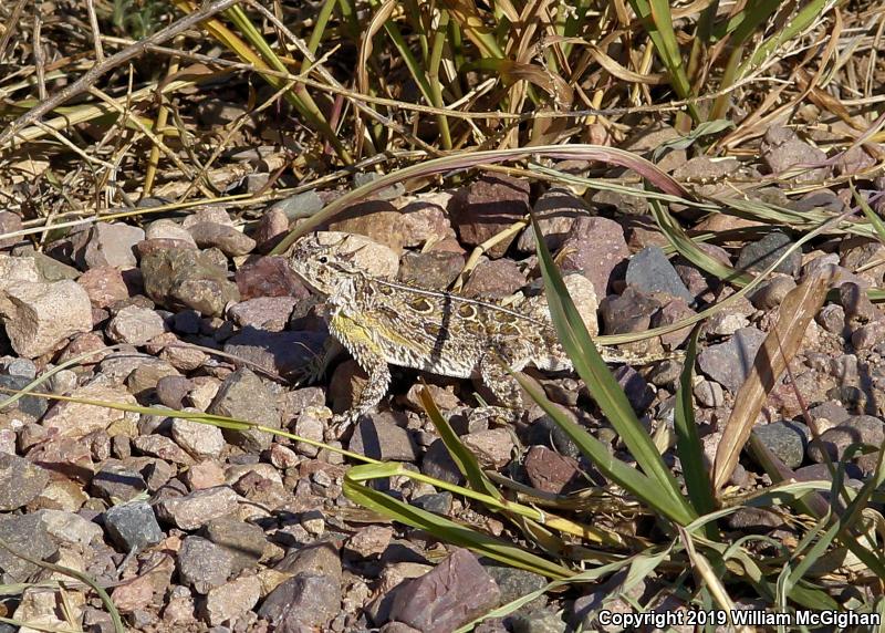 Texas Horned Lizard (Phrynosoma cornutum)