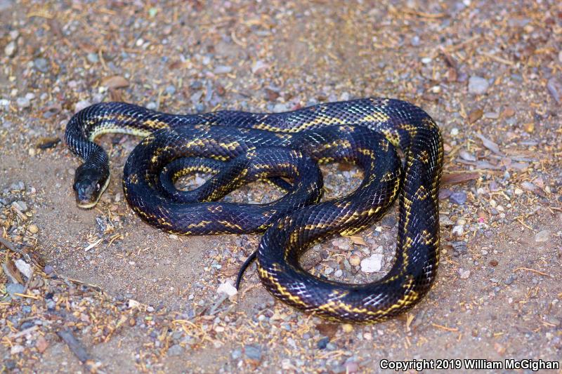 Texas Ratsnake (Pantherophis obsoletus lindheimeri)