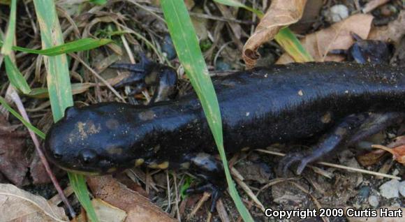 Eastern Tiger Salamander (Ambystoma tigrinum tigrinum)