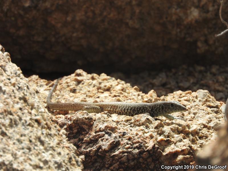 Western Whiptail (Aspidoscelis tigris)