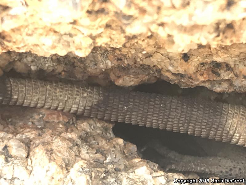 Common Chuckwalla (Sauromalus ater)