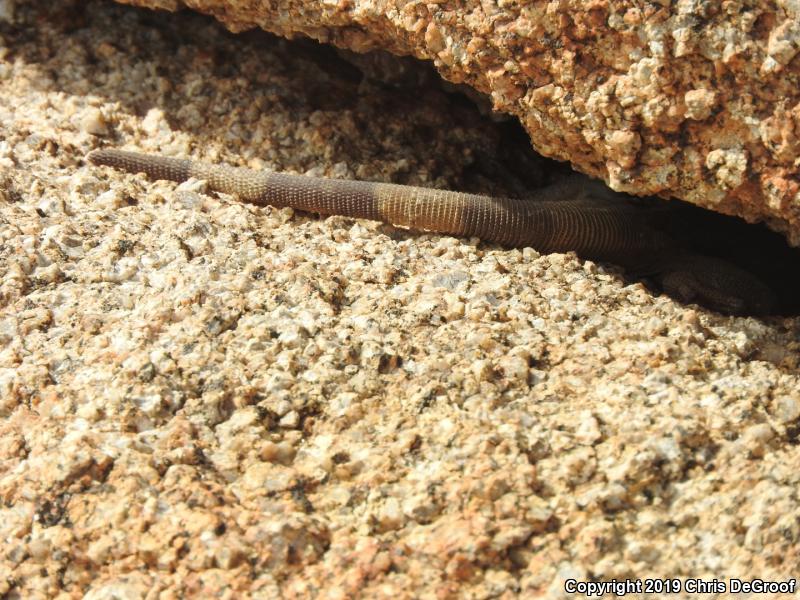 Common Chuckwalla (Sauromalus ater)