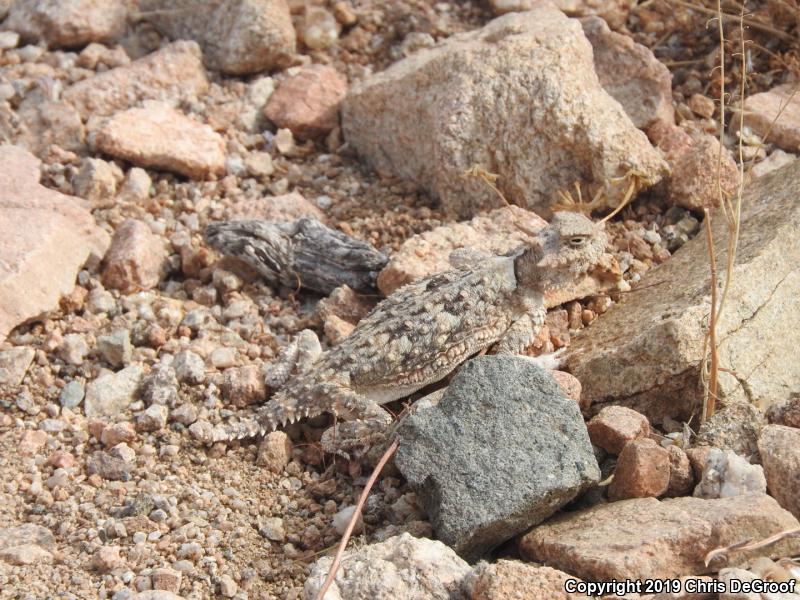 Southern Desert Horned Lizard (Phrynosoma platyrhinos calidiarum)