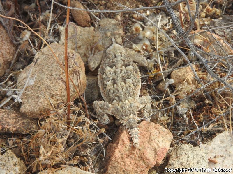 Southern Desert Horned Lizard (Phrynosoma platyrhinos calidiarum)