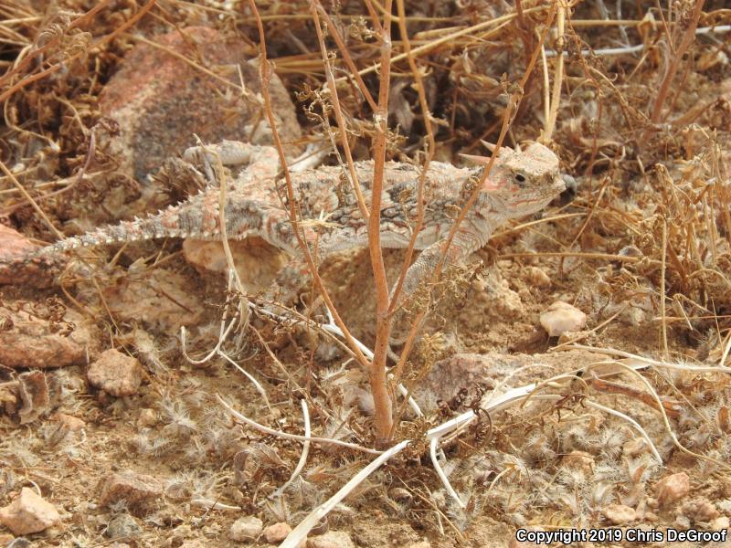 Southern Desert Horned Lizard (Phrynosoma platyrhinos calidiarum)