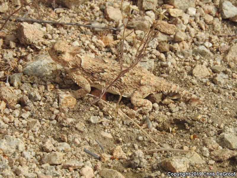 Southern Desert Horned Lizard (Phrynosoma platyrhinos calidiarum)