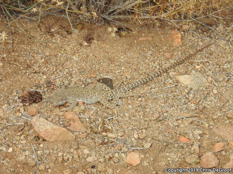 Longnose Leopard Lizard (Gambelia wislizenii)