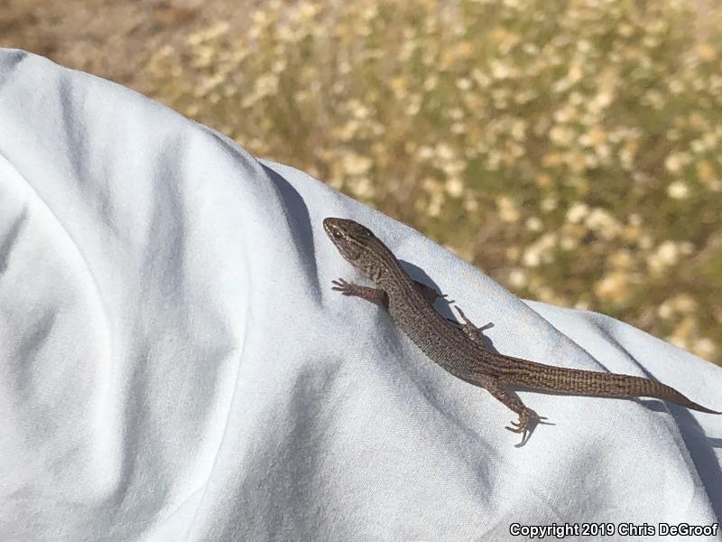 Desert Night Lizard (Xantusia vigilis)