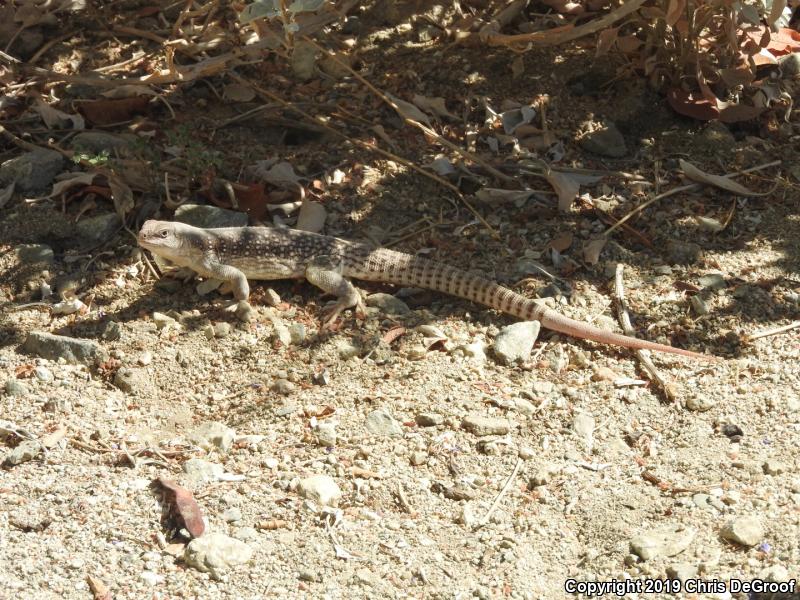 Desert Iguana (Dipsosaurus dorsalis)