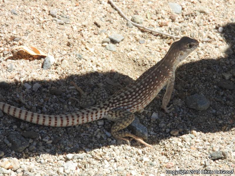 Desert Iguana (Dipsosaurus dorsalis)