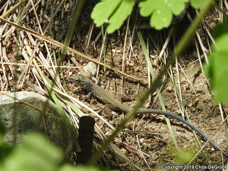 Western Whiptail (Aspidoscelis tigris)