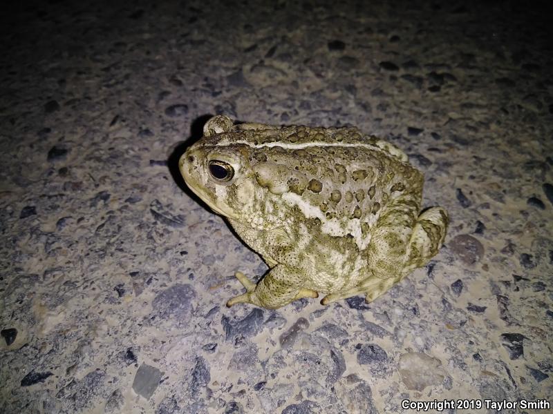 Woodhouse's Toad (Anaxyrus woodhousii)