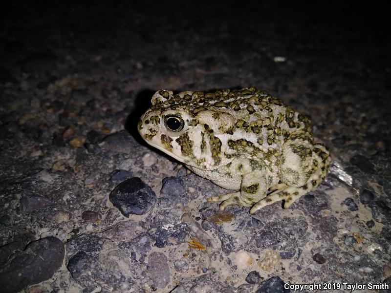 Woodhouse's Toad (Anaxyrus woodhousii)