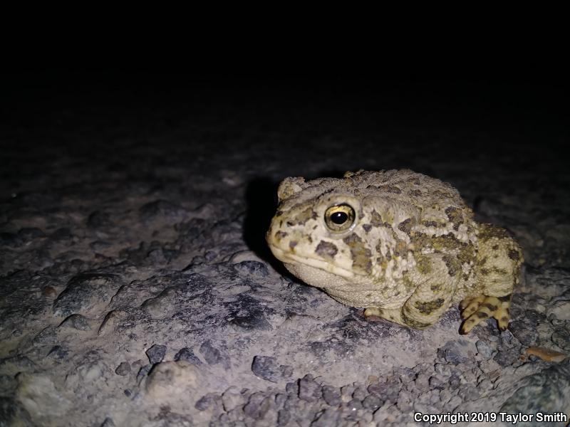 Woodhouse's Toad (Anaxyrus woodhousii)