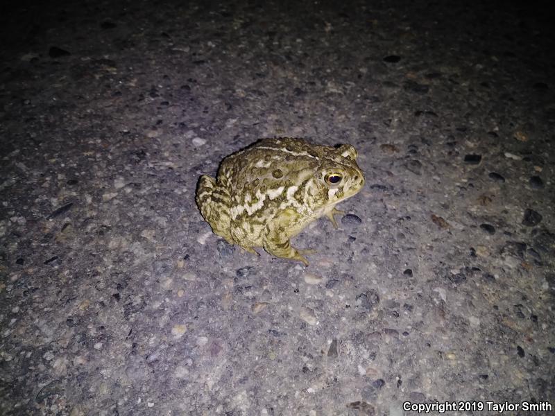 Woodhouse's Toad (Anaxyrus woodhousii)