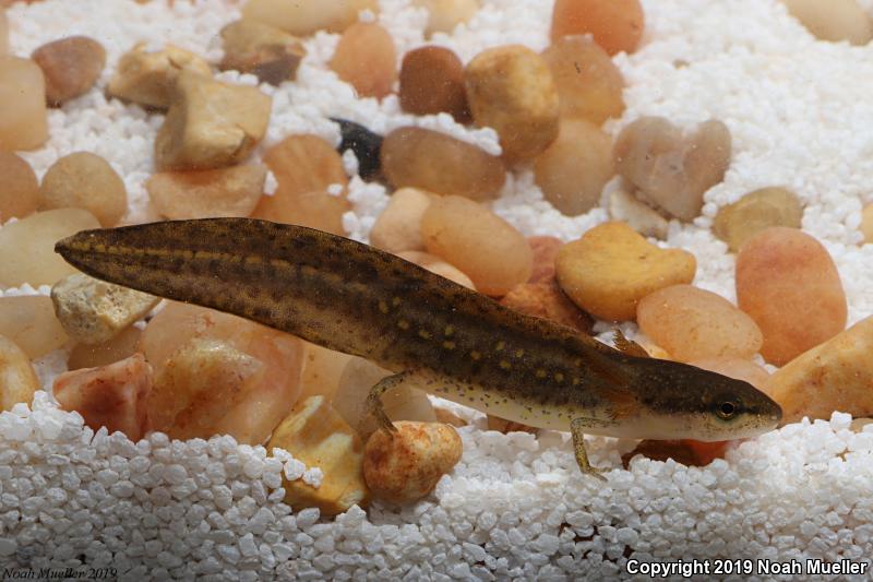 Striped Newt (Notophthalmus perstriatus)