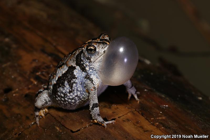 Oak Toad (Anaxyrus quercicus)