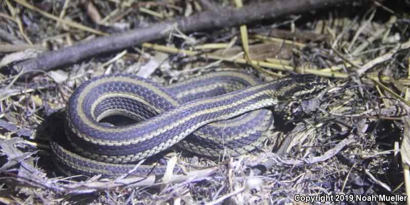 Gulf Saltmarsh Snake (Nerodia clarkii clarkii)