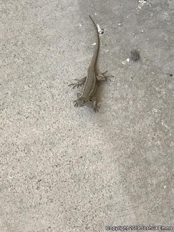 Southwestern Fence Lizard (Sceloporus cowlesi)