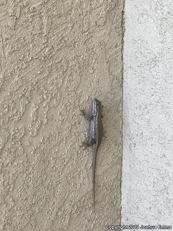 Southwestern Fence Lizard (Sceloporus cowlesi)