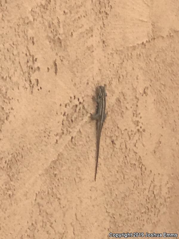 Southwestern Fence Lizard (Sceloporus cowlesi)