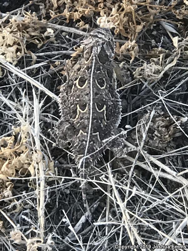 Texas Horned Lizard (Phrynosoma cornutum)