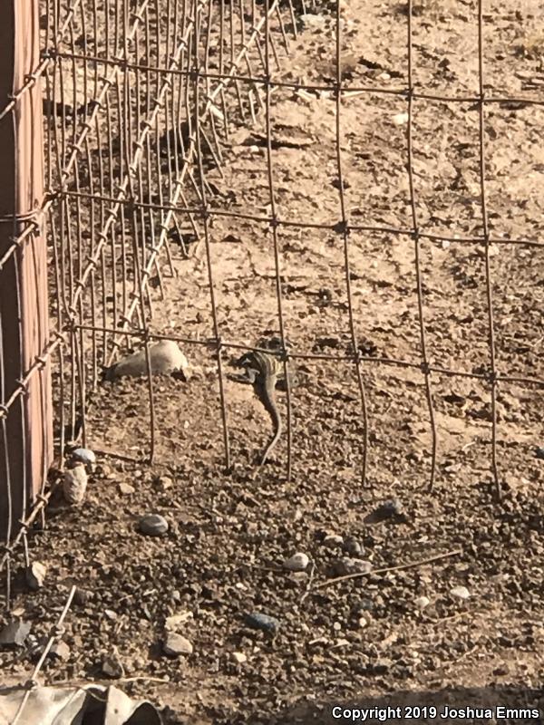 Chihuahuan Spotted Whiptail (Aspidoscelis exsanguis)