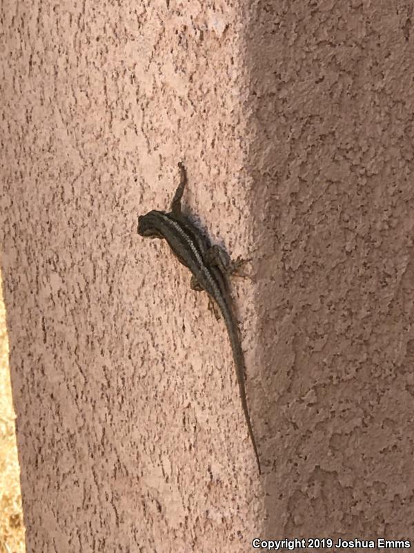 Southwestern Fence Lizard (Sceloporus cowlesi)