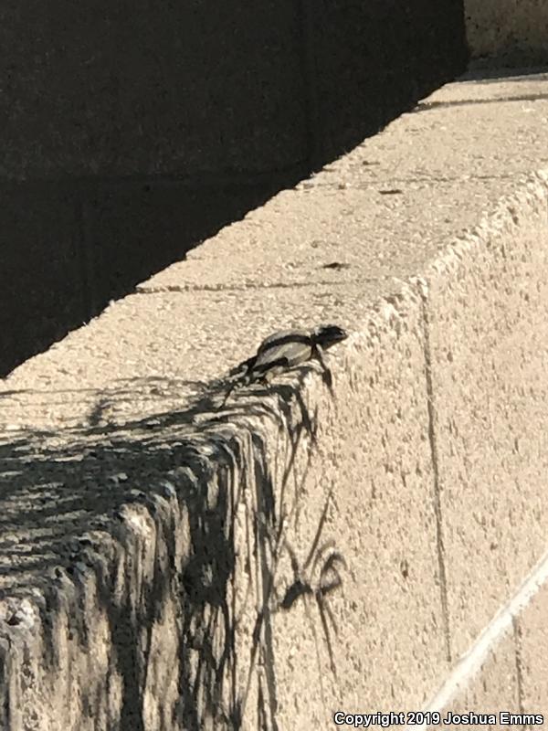 Southwestern Fence Lizard (Sceloporus cowlesi)