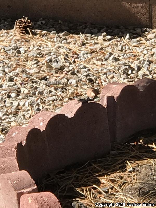 Southwestern Fence Lizard (Sceloporus cowlesi)