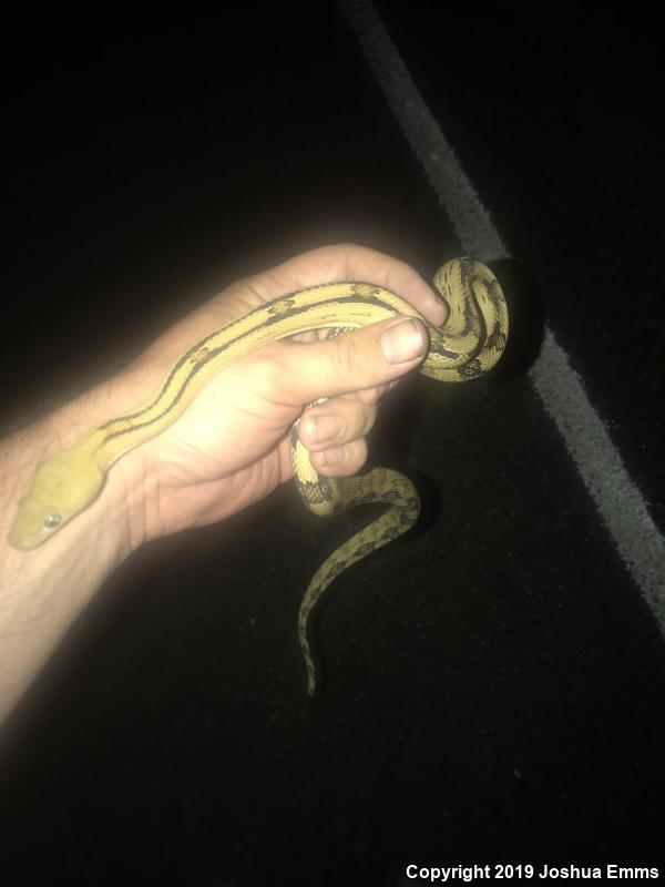 Northern Trans-Pecos Rat Snake (Bogertophis subocularis subocularis)