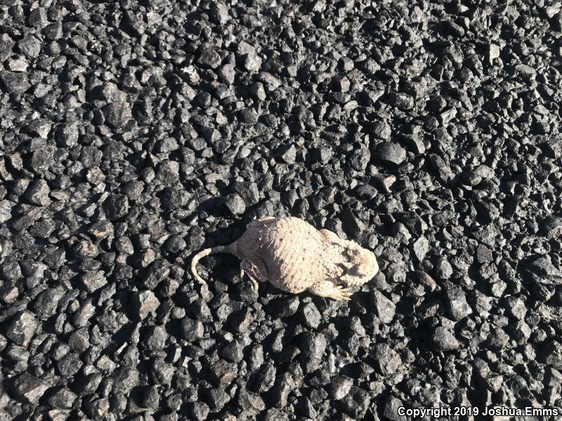 Round-tailed Horned Lizard (Phrynosoma modestum)