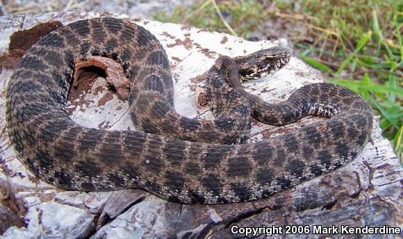 Dusky Pigmy Rattlesnake (Sistrurus miliarius barbouri)