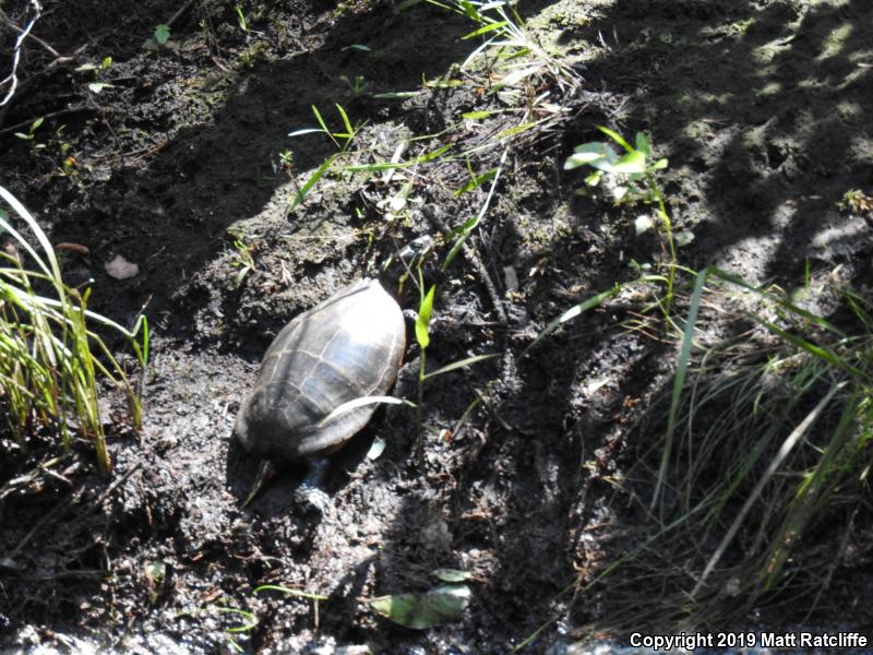 Eastern Painted Turtle (Chrysemys picta picta)