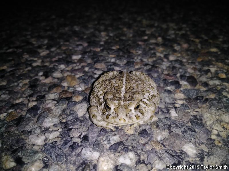 Woodhouse's Toad (Anaxyrus woodhousii)