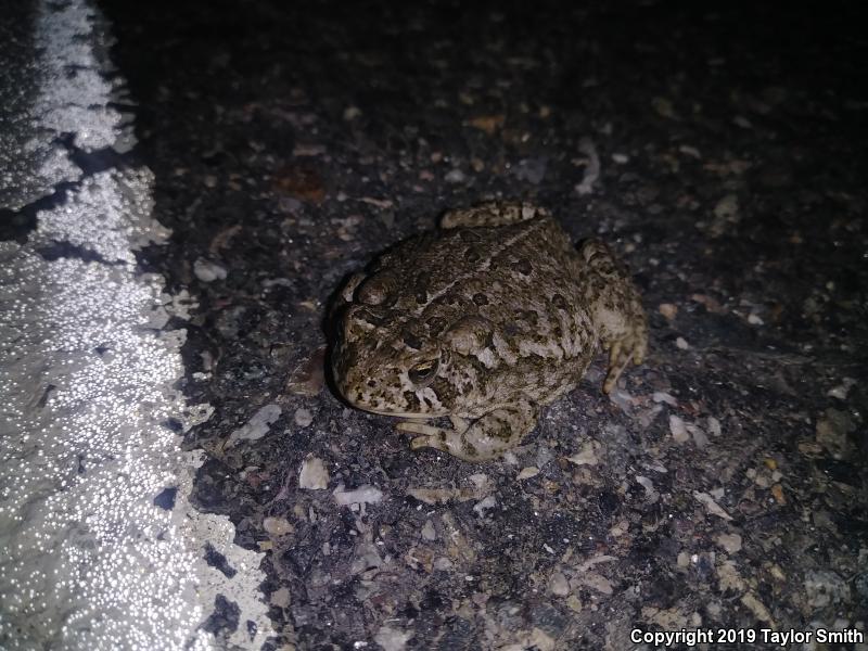 Woodhouse's Toad (Anaxyrus woodhousii)