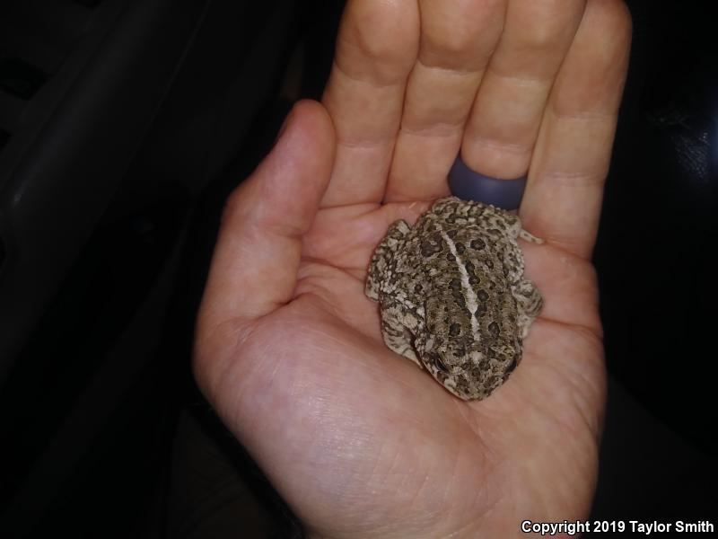 Woodhouse's Toad (Anaxyrus woodhousii)